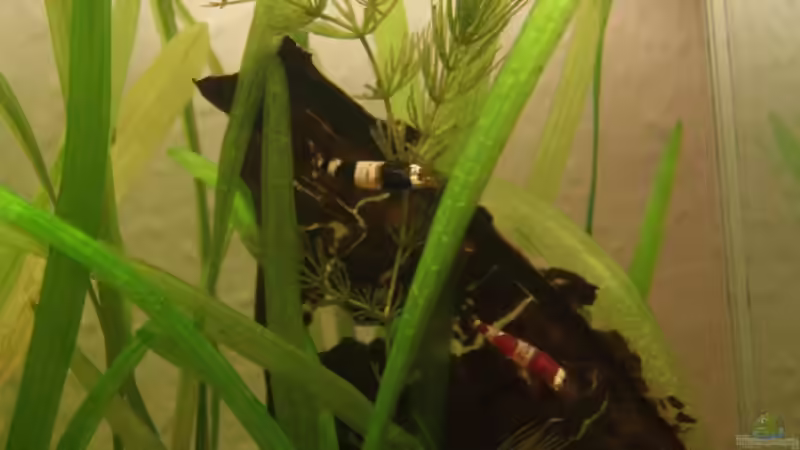 Besatz im Aquarium Becken 5818 von Stefan Arenth (18)