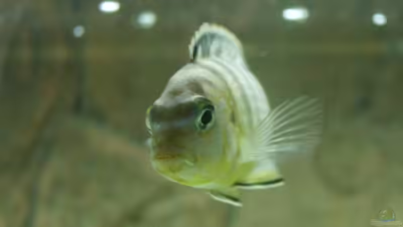 Besatz im Aquarium Becken 5821 von Maik Wirsing (7)