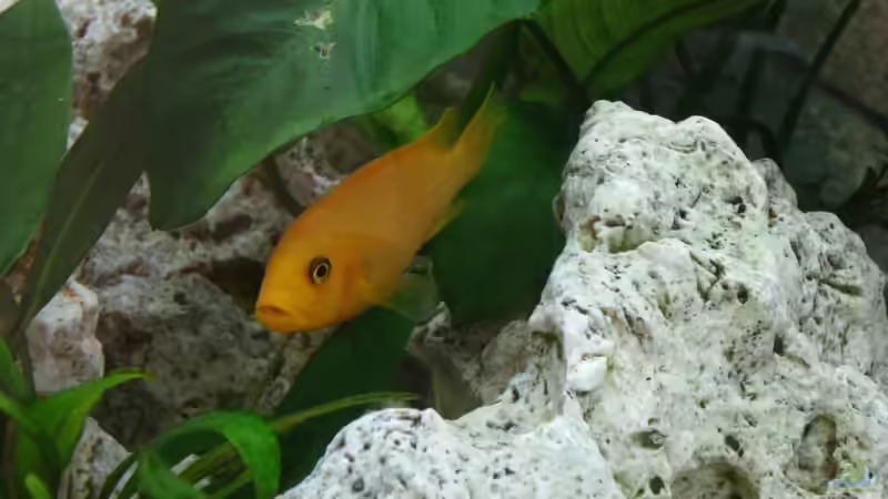 Besatz im Aquarium Becken 5821 von Maik Wirsing (8)