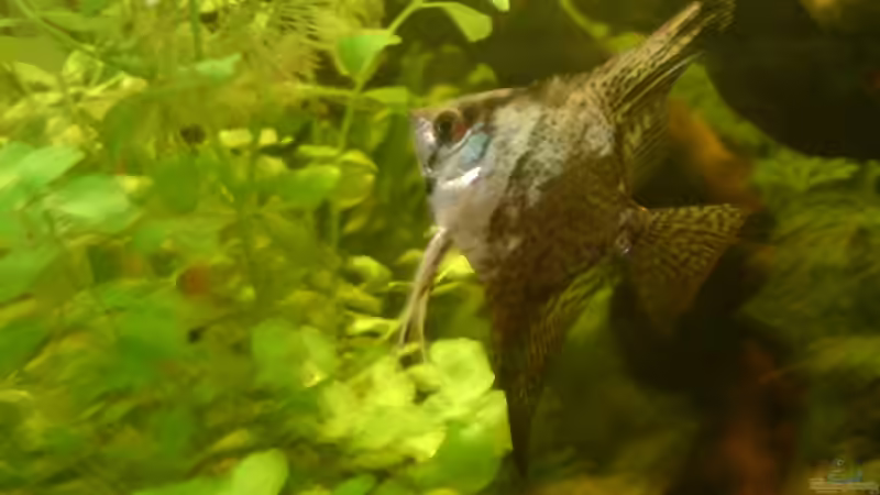 Besatz im Aquarium Becken 5826 von Tobias Friese (10)