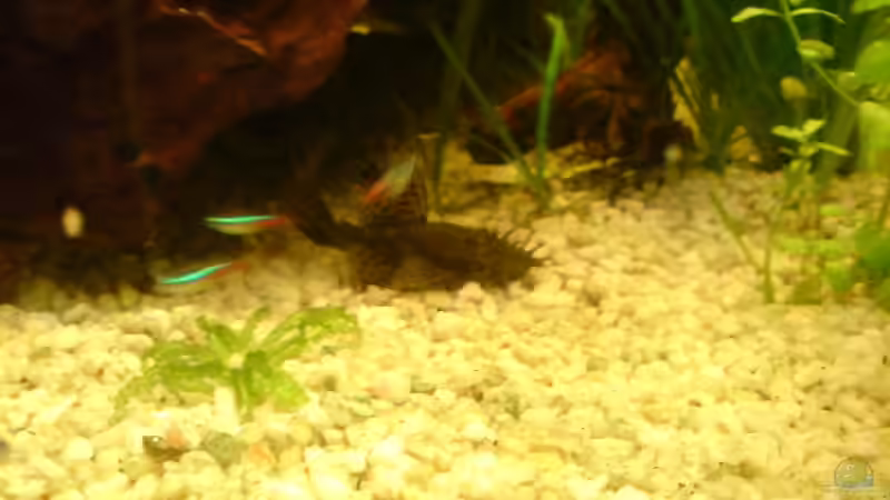 Besatz im Aquarium Becken 5826 von Tobias Friese (9)