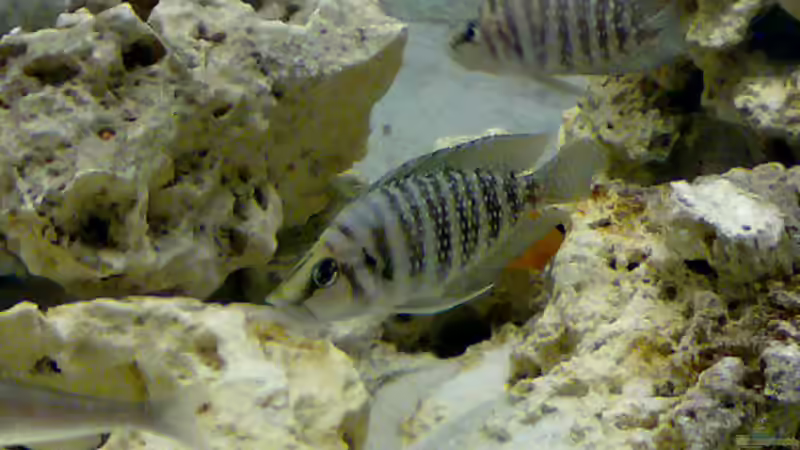 Besatz im Aquarium Becken 5831 von Carsten Stange (11)