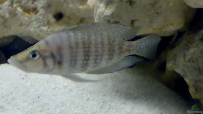 Besatz im Aquarium Becken 5831 von Carsten Stange (12)