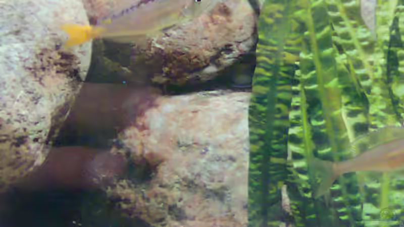 Besatz im Aquarium Becken 5831 von Carsten Stange (13)