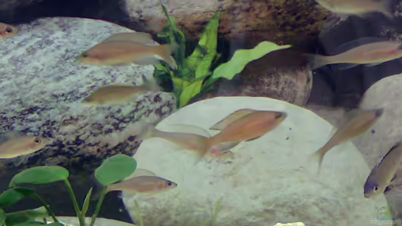 Besatz im Aquarium Becken 5831 von Carsten Stange (6)