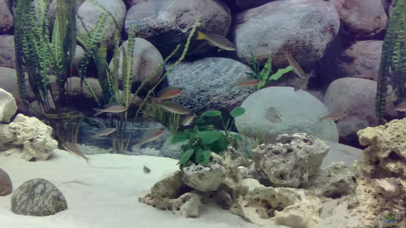 Besatz im Aquarium Becken 5831 von Carsten Stange (7)