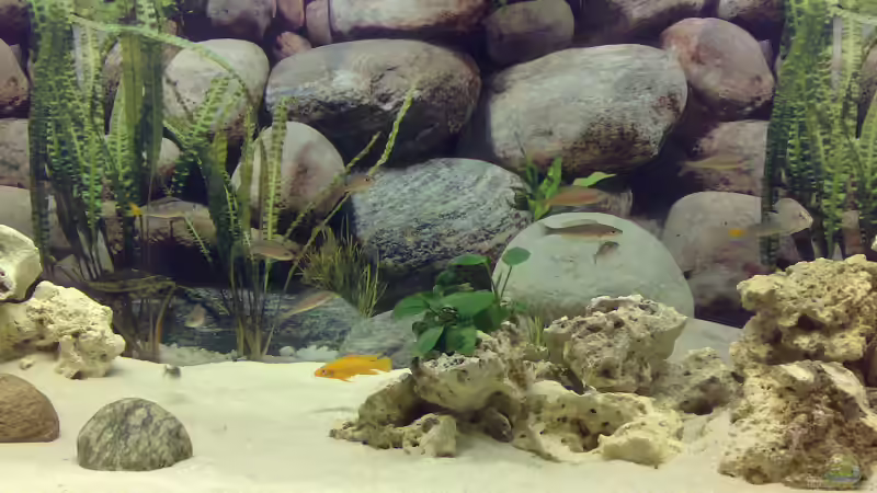 Besatz im Aquarium Becken 5831 von Carsten Stange (8)