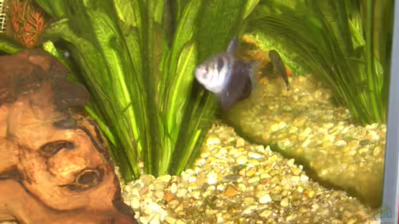 Besatz im Aquarium Becken 5832 von Fritz Herbel (16)