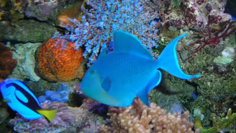 Besatz im Aquarium Becken 5845 von Andre Lovsky (6)