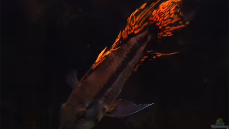 Besatz im Aquarium Becken 5848 von Michael Ahlborn (10)