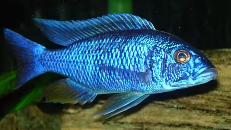 Besatz im Aquarium Becken 585 von Daniel Riedel (21)