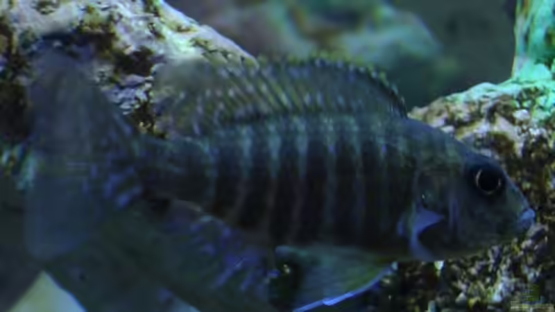 Besatz im Aquarium Becken 585 von Daniel Riedel (23)