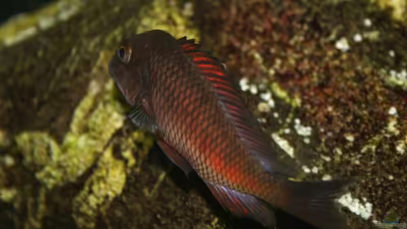 Besatz im Aquarium Becken 588 von Katrin Rätz (13)