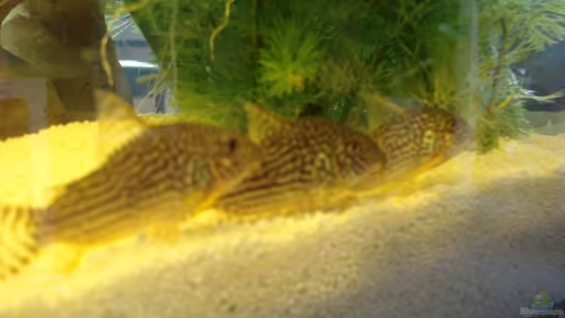 Besatz im Aquarium Becken 5884 von Sven Hönecke (3)