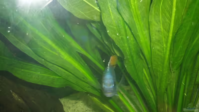 Besatz im Aquarium Becken 59 von Rudolf Kiklin (4)