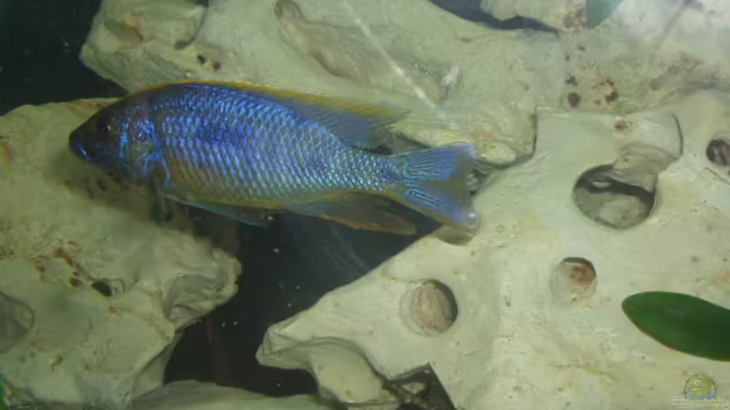 Besatz im Aquarium Becken 59 von Rudolf Kiklin (6)