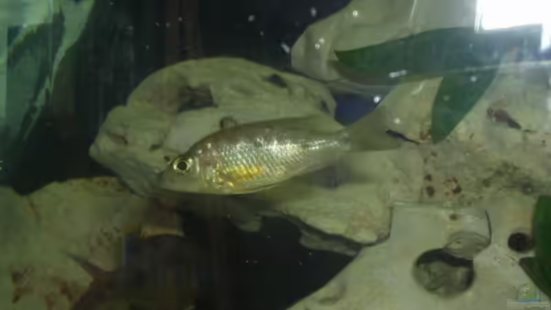 Besatz im Aquarium Becken 59 von Rudolf Kiklin (7)