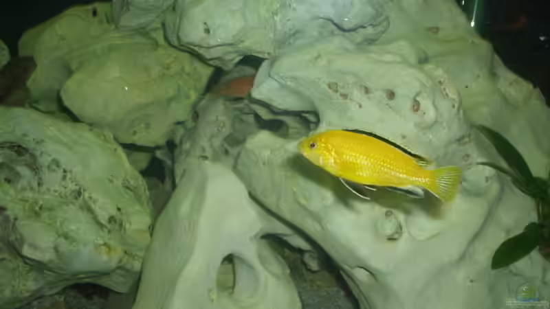 Besatz im Aquarium Becken 59 von Rudolf Kiklin (8)