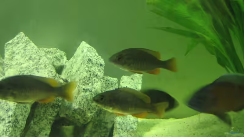 Besatz im Aquarium Becken 5903 von Maurice Overheu & Dennis Klusmann (23)