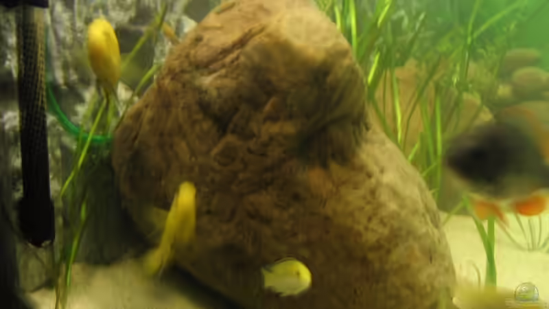 Besatz im Aquarium Becken 5903 von Maurice Overheu & Dennis Klusmann (24)