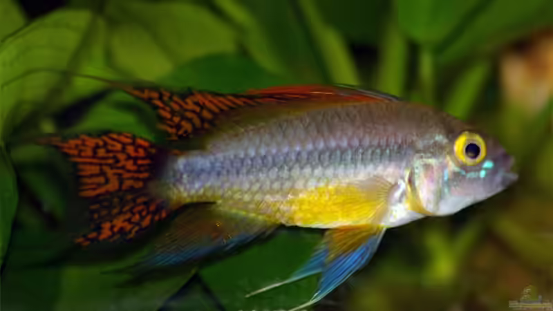 Besatz im Aquarium Becken 5914 von Robert Dettmering (3)