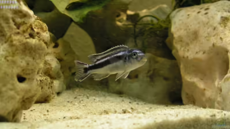 Besatz im Aquarium Becken 594 von Jens Heider (3)