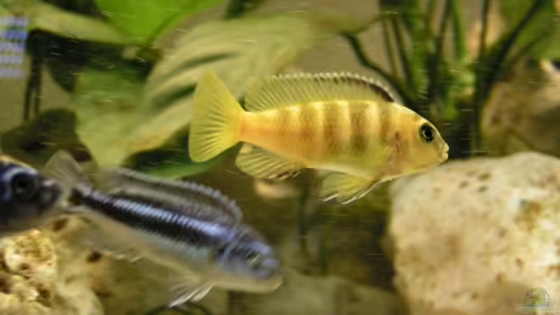 Besatz im Aquarium Becken 594 von Jens Heider (4)