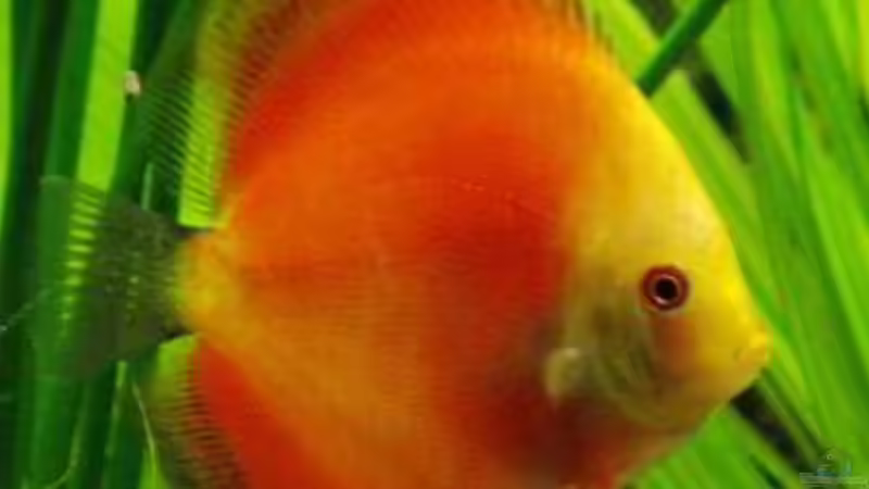 Besatz im Aquarium Becken 594 von Jens Heider (5)