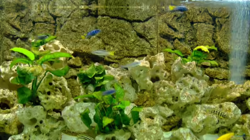 Besatz im Aquarium Becken 5959 von Heiko Röder (7)