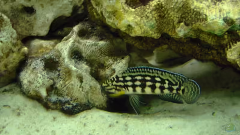 Besatz im Aquarium Becken 5959 von Heiko Röder (9)