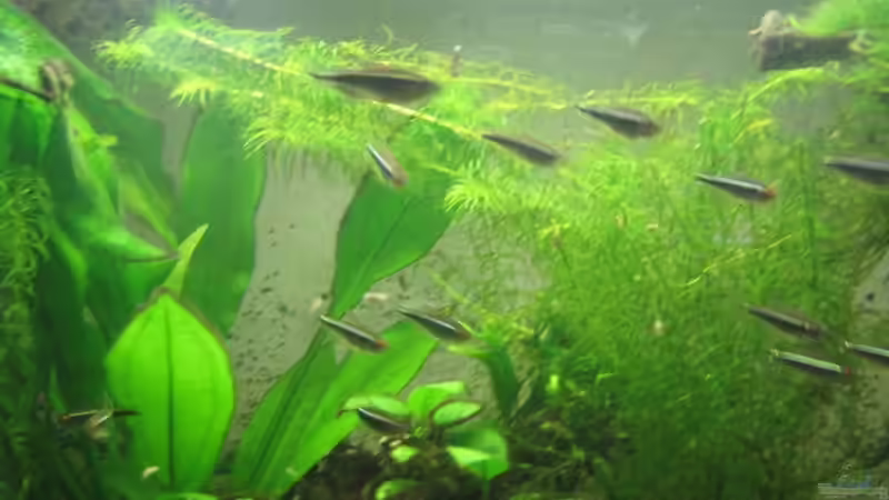 Besatz im Aquarium Becken 5980 von TNTLogge (20)