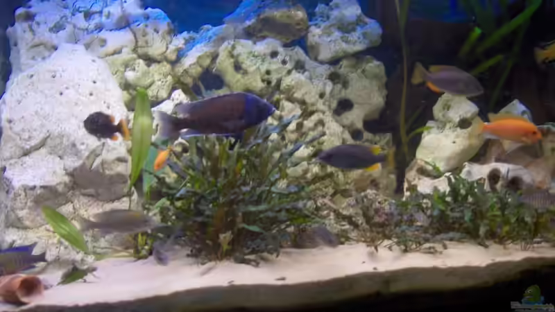 Besatz im Aquarium Becken 6000 von Marcel Lüthi (11)