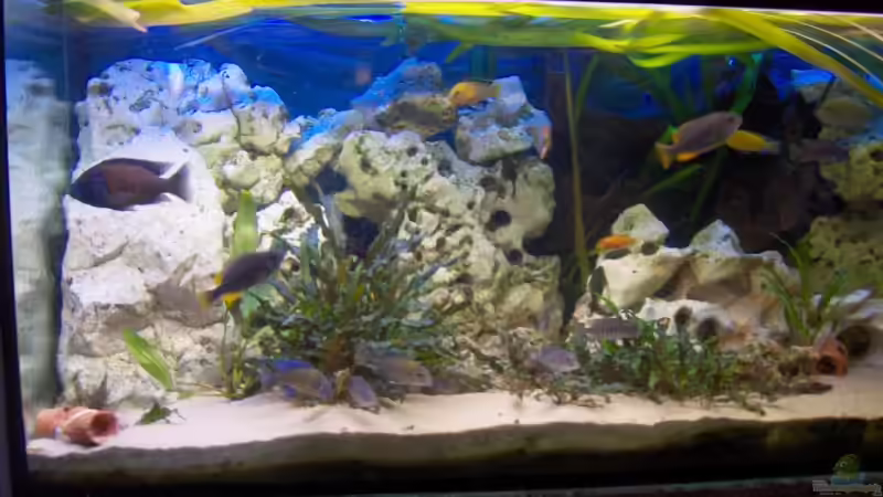 Besatz im Aquarium Becken 6000 von Marcel Lüthi (12)