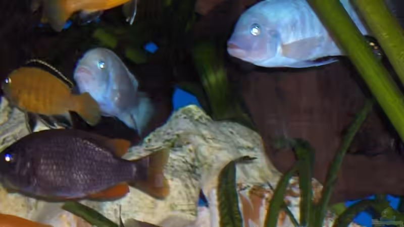 Besatz im Aquarium Becken 6000 von Marcel Lüthi (13)