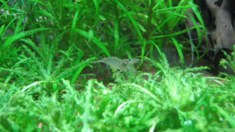 Besatz im Aquarium Becken 6027 von Micha78 (7)