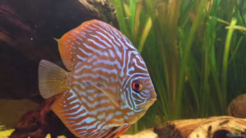 Besatz im Aquarium Becken 6042 von Udo Müller (26)