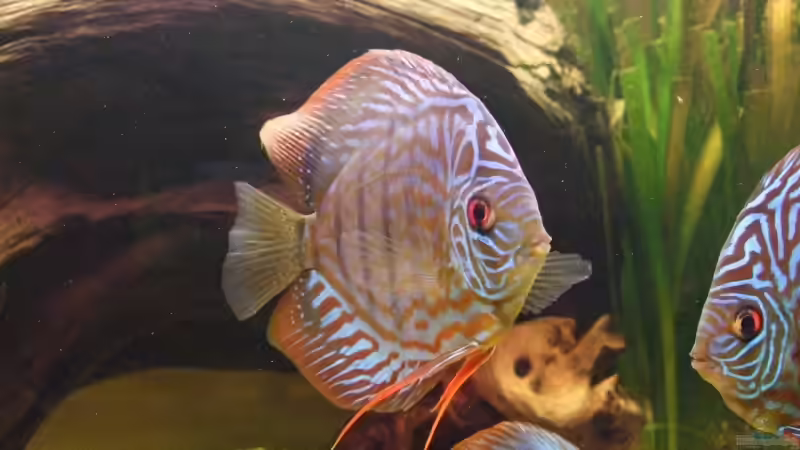 Besatz im Aquarium Becken 6042 von Udo Müller (27)