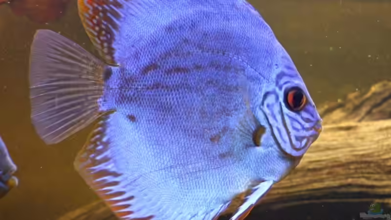 Besatz im Aquarium Becken 6042 von Udo Müller (28)