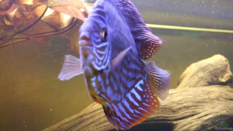 Besatz im Aquarium Becken 6042 von Udo Müller (29)