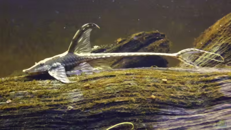 Besatz im Aquarium Becken 6042 von Udo Müller (30)