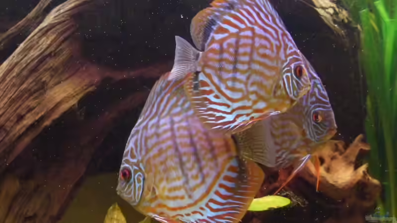 Besatz im Aquarium Becken 6042 von Udo Müller (33)