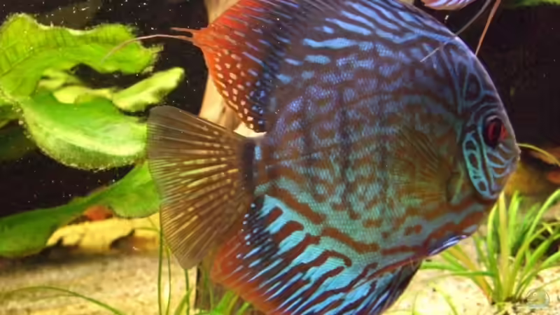 Besatz im Aquarium Becken 6042 von Udo Müller (39)