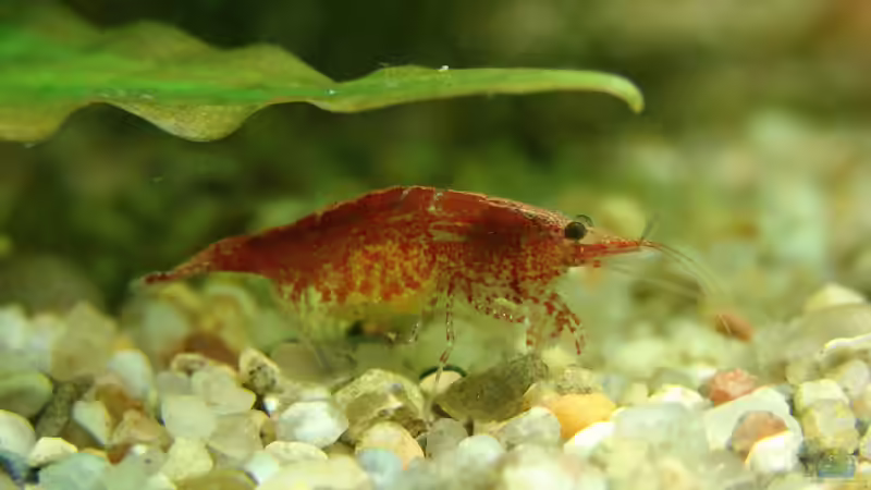 Besatz im Aquarium Becken 6043 von Claudia Knops (4)