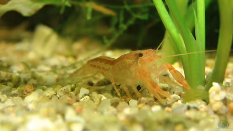 Besatz im Aquarium Becken 6043 von Claudia Knops (5)