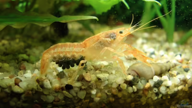 Besatz im Aquarium Becken 6043 von Claudia Knops (6)