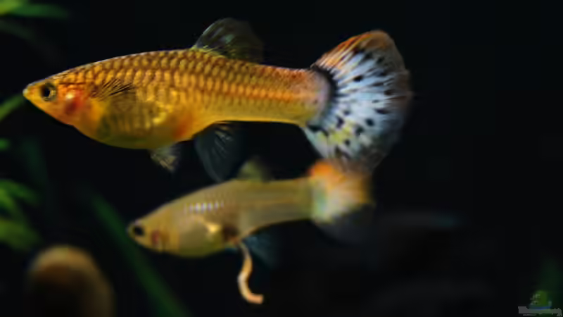 Besatz im Aquarium Becken 6043 von Claudia Knops (7)