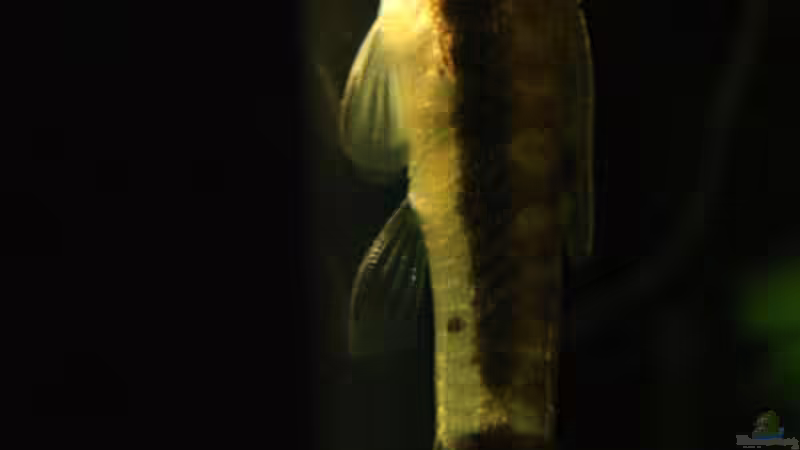 Besatz im Aquarium Becken 6044 von Claudia Knops (4)