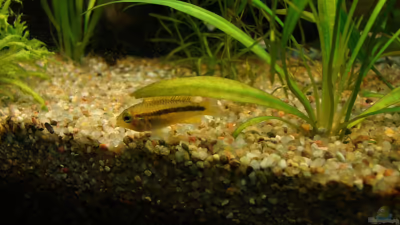 Besatz im Aquarium Becken 6044 von Claudia Knops (5)