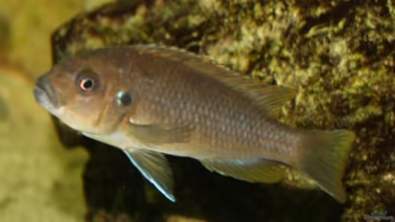 Besatz im Aquarium Becken 606 von Timmy Pätzel (11)