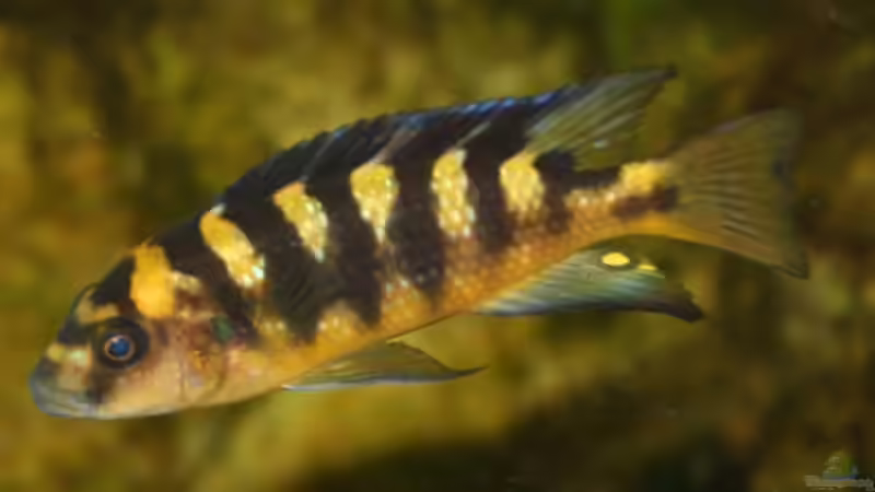 Besatz im Aquarium Becken 606 von Timmy Pätzel (12)